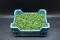 X Daikon Cress®