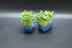 X Daikon Cress®