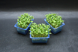 X Ghoa Cress®
