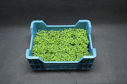 X Honny® Cress- Beperkt