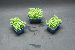 X Honny® Cress- Beperkt