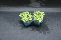 X Mustard Cress