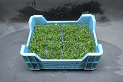 X Rock Cress ® Chives