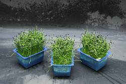 X Rock Cress ® Chives