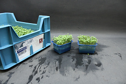 X Rucola Cress®