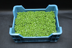X Shiso® Green Cress