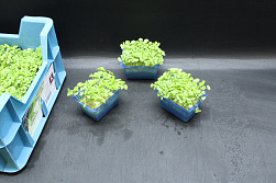 X Shiso® Green Cress