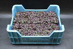 X SHISO Cress purple ®