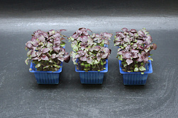 X SHISO Cress purple ®