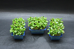 X Tahoon® Cress
