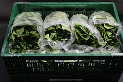 Sla Romeinse Flowpack