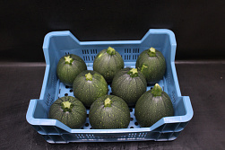Courgette Rond