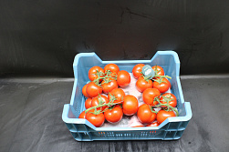 Tomaten Tros Tomabel Exclusief