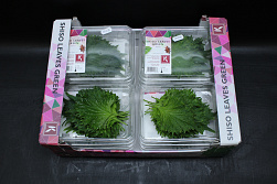 X Shiso® Leaves Green 12x15