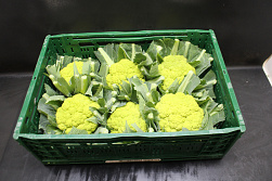 Bloemkool Groen 6st.