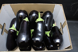 Aubergines 300 Supers