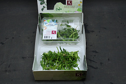 X Salty Cress Fingers