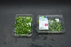 X Salty Cress Fingers