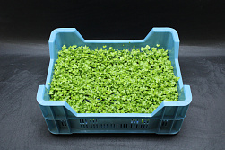 X  Persinette® Cress