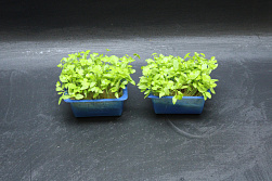 X  Persinette® Cress