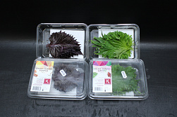 X Shiso® Leaves Mix