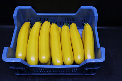 Courgettes Geel