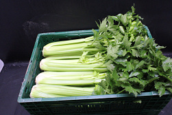 Bleekselderij lang 12 st.