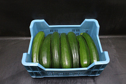 Courgettes 14 st. Kas