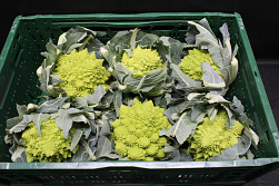 Bloemkool Romanesco 6 st.