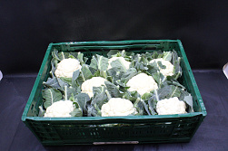 Bloemkool KAS 8 Middelbak