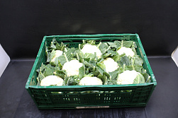 Bloemkool KAS 8 Middelbak