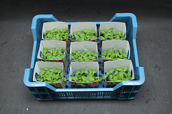 X Limon Cress Single