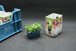 X Limon Cress Single