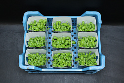 X Basil Cress Single