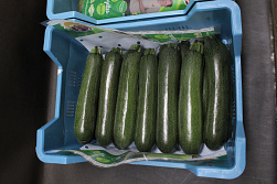 Courgettes 14 Fine Fleur