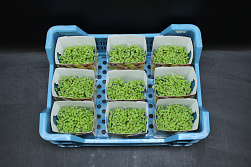X Mustard Cress Single