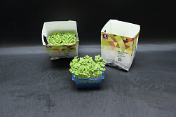 X Mustard Cress Single