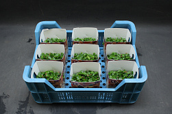 X Tahoon Cress Single