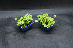 X Vene Cress