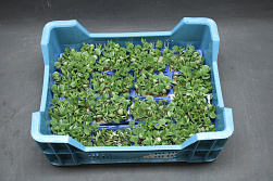 X  Lupine Cress