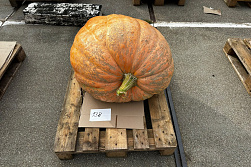 Pompoen Mega 138 kg