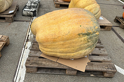 Pompoen Mega 174 kg