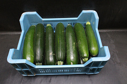 Courgettes 14 st. KL. II
