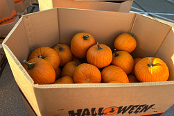 Pompoen Halloween 3/5 kg