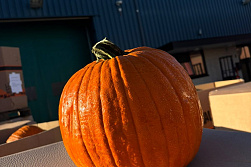 Pompoen Halloween 3/5 kg
