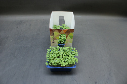 X Rucola Cress Single