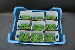 X Rucola Cress Single