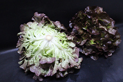 Sla Eikenblad Fine Fleur