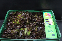 Sla Eikenblad Fine Fleur