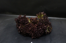 Sla Lolo Rossa Fine Fleur